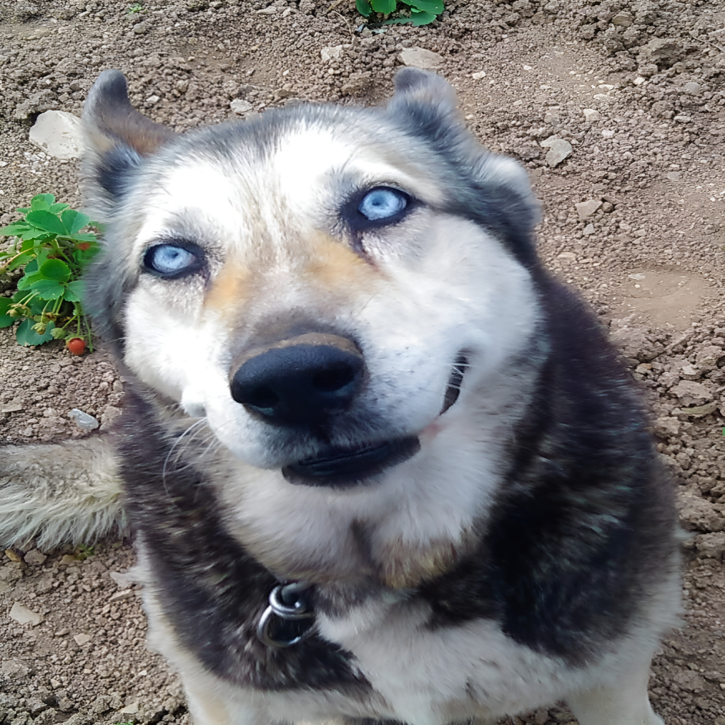 Lua